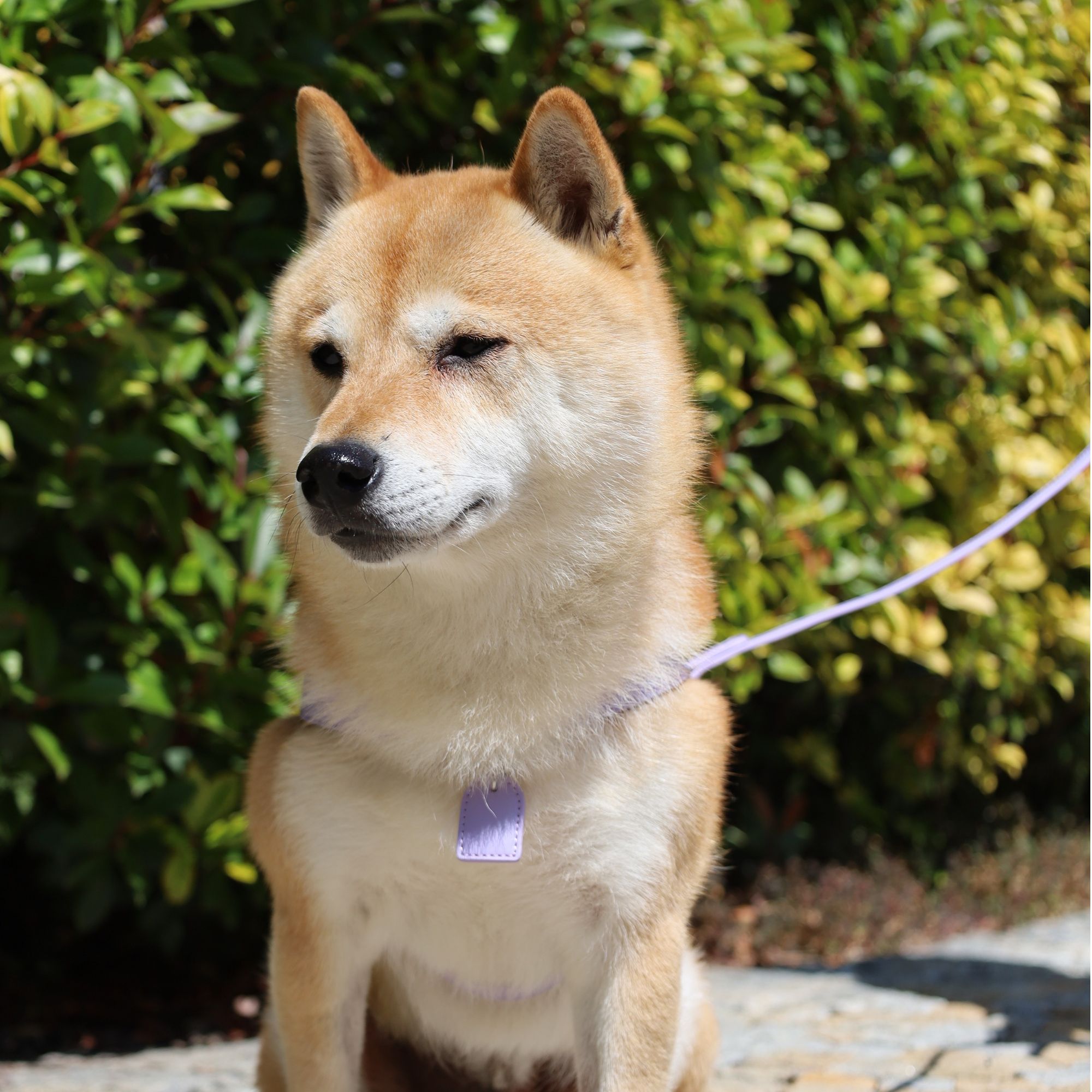 shiba inu